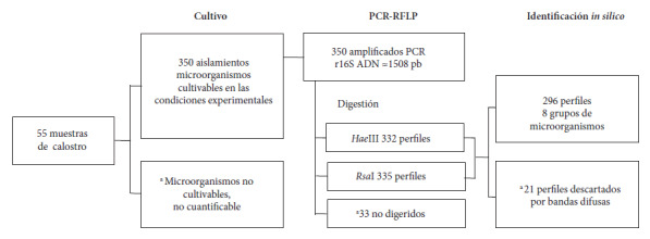 Identification by PCR-FRLP of bacteria present in the colostrum of women residing in Barranquilla, Colombia.