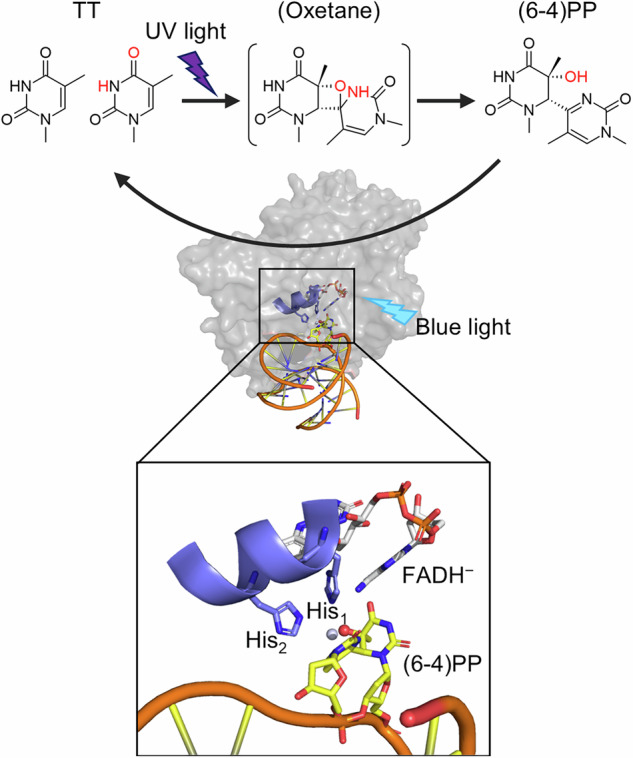 Infrared and ultraviolet spectroscopic characterization of a key intermediate during DNA repair by (6-4) photolyase.