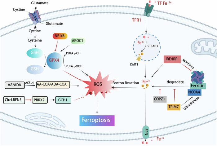 Ioning out glioblastoma: ferroptosis mechanisms and therapeutic frontiers.