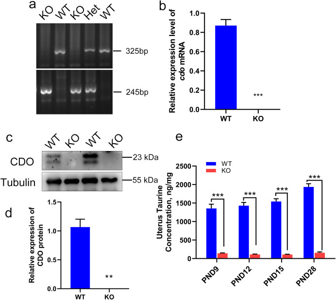 Cysteine dioxygenase knockout and taurine deficiency impair mouse uterine adenogenesis by inhibiting epithelial cell proliferation and enhancing apoptosis.