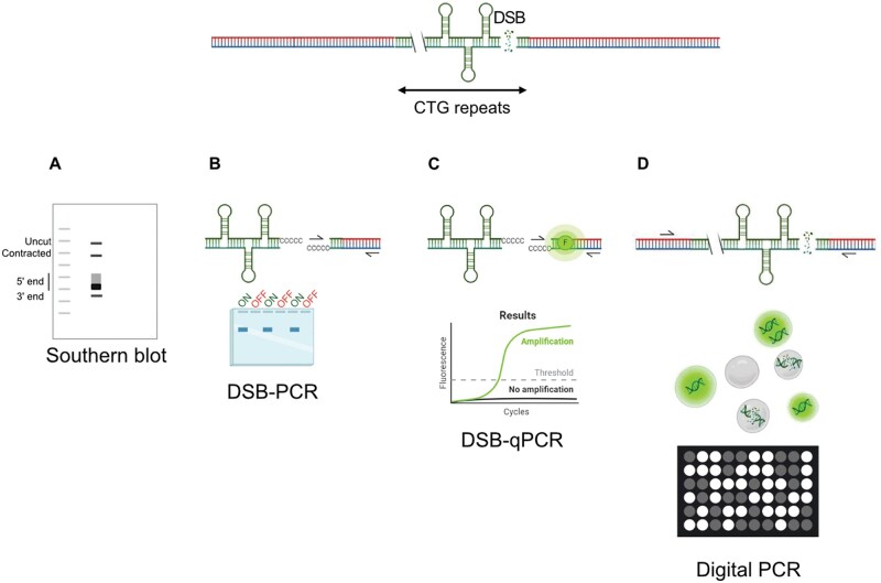 Fast and accurate quantification of double-strand breaks in microsatellites by digital PCR.