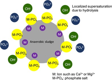 Phosphorus Recovery From Wastewater Through Anaerobic Digestion Under Sub-Supersaturation Conditions.