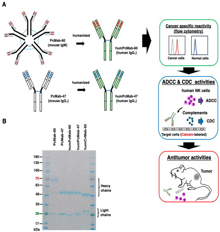 A Cancer-Specific Anti-Podocalyxin Monoclonal Antibody (humPcMab-60) Demonstrated Antitumor Efficacy in Pancreatic and Colorectal Cancer Xenograft Models.