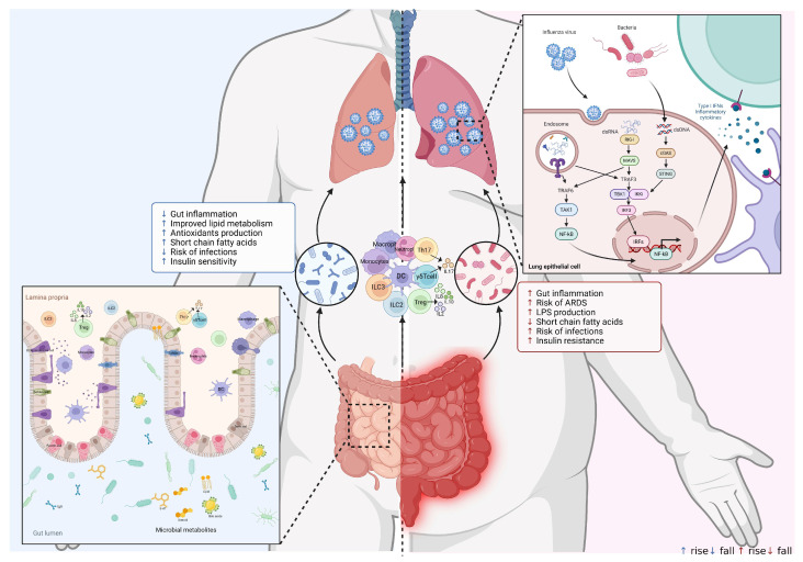 Impact of Obesity on Immunity to the Influenza Virus: Gut Microbiota, Mechanisms, and Novel Therapeutic Strategies.