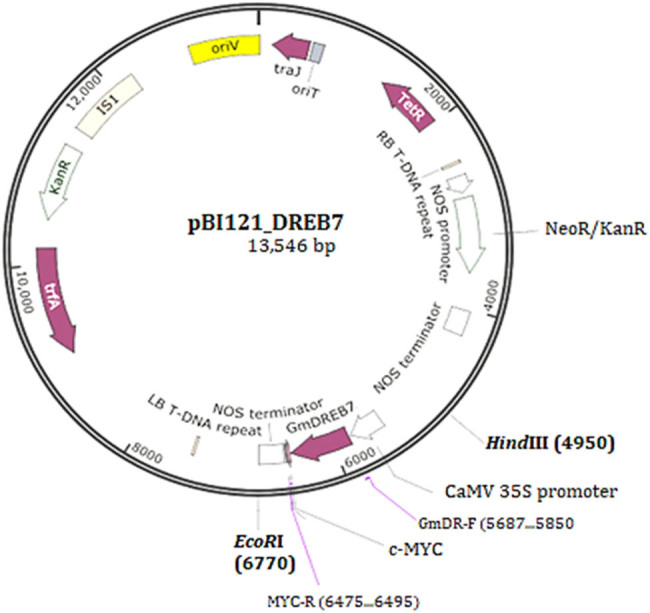 The DREB7 transcription factor enhances salt tolerance in soybean plants under salt stress.