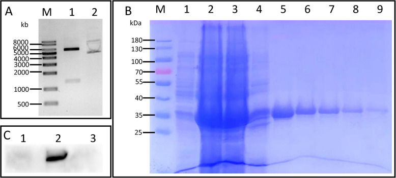 Role of P38 lipoprotein in Mycoplasma penetrans adhesion to human urothelial cells.
