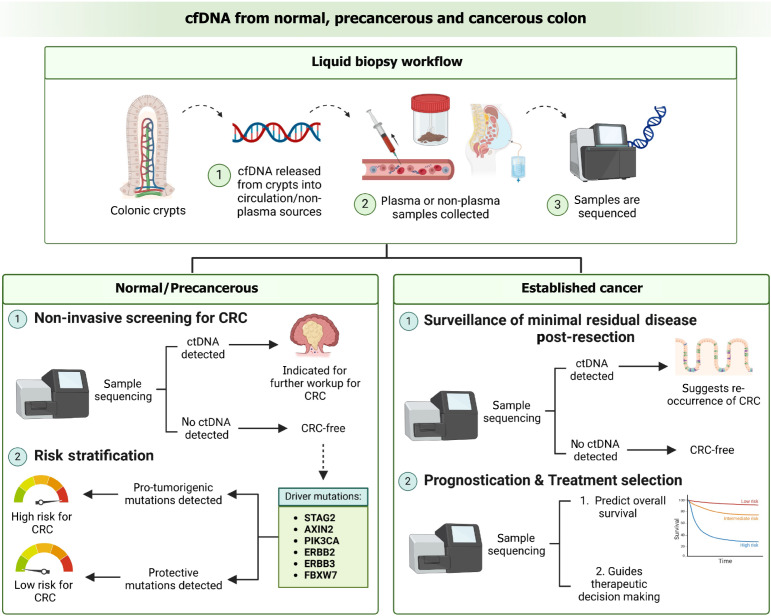 Challenges and proposed solutions to the adoption of cell free DNA in screening, detecting and prognosticating colorectal cancer.
