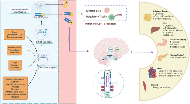 Emerging Roles of GDF15 in Metabolic and Cardiovascular Diseases.