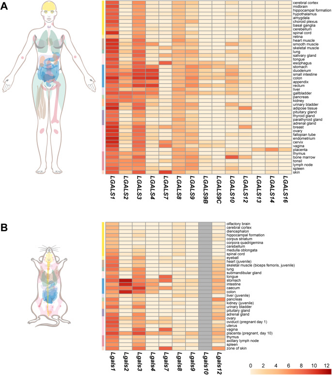Maternal and placental galectins: key players in the feto-maternal symbiotic tango.