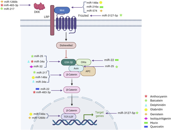 MicroRNAs at the crossroad of cancer therapeutics: insights from WNT signaling & flavonoids.