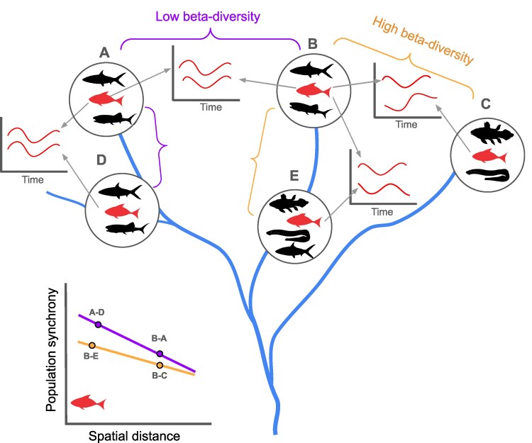 Community composition as an overlooked driver of spatial population synchrony.