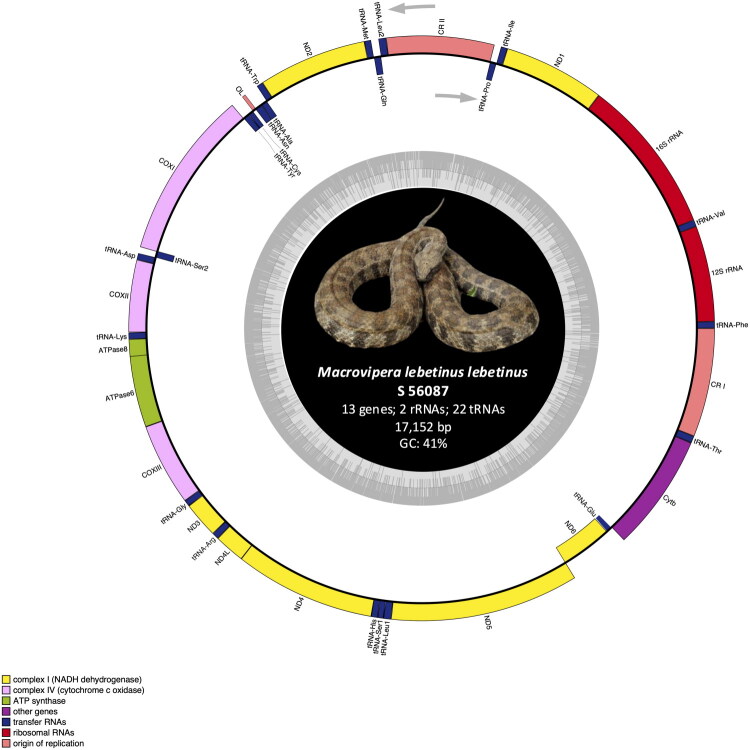 The cypriot blunt-nosed viper <i>Macrovipera lebetinus lebetinus</i>: complete mitochondrial genome revealed by next-generation sequencing.