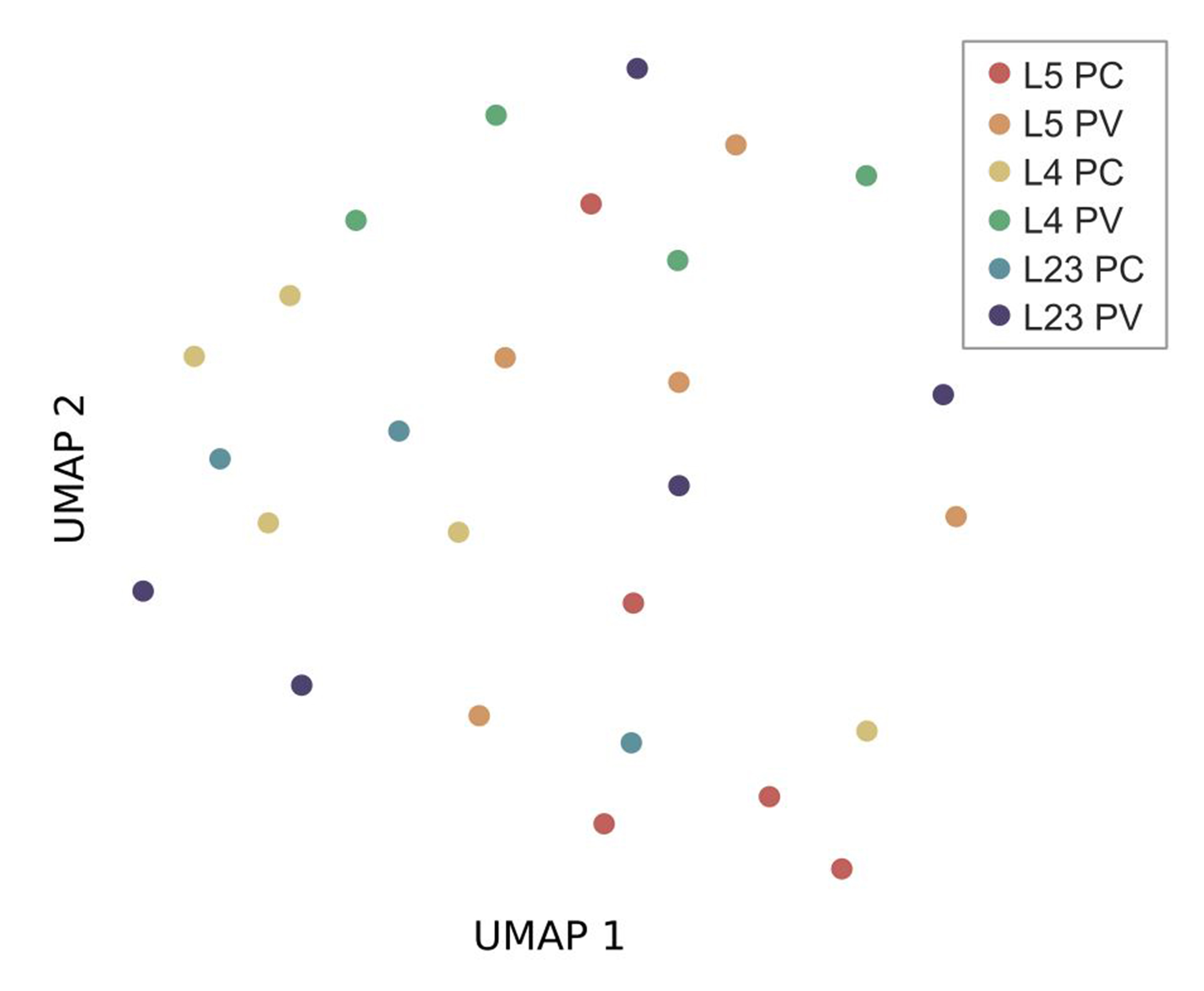 Morphological variability may limit single-cell specificity to electric field stimulation.