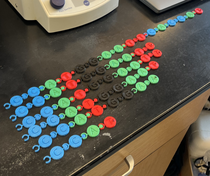 A 3D-printed Sanger sequencing activity addresses student misconceptions.