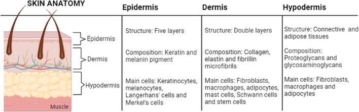 Skin in the game: a review of computational models of the skin.
