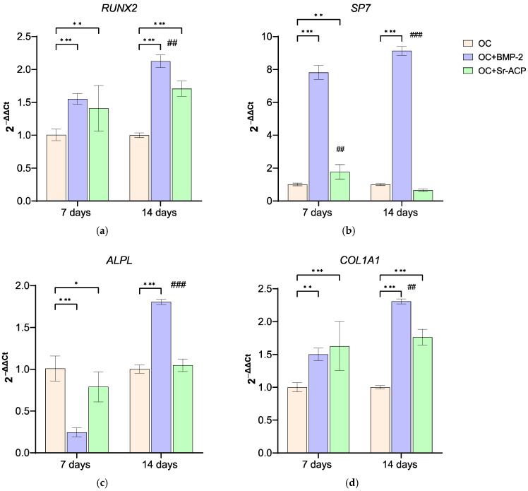 Enhanced Osteogenic Response to an Osteochondral Scaffold Modified with BMP-2 or Strontium-Enriched Amorphous Calcium Phosphate in a Co-Culture In Vitro Model.