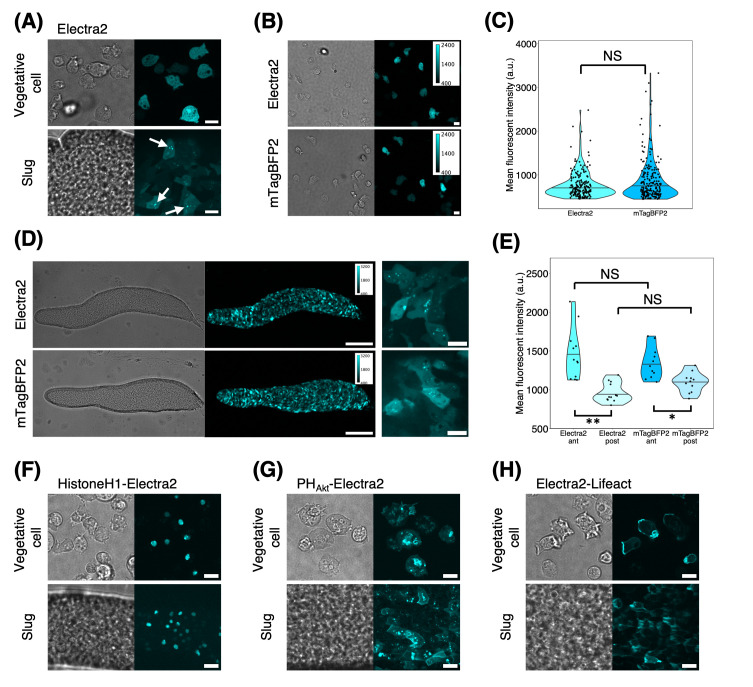 Use of blue fluorescent protein Electra2 for live-cell imaging in <i>Dictyostelium discoideum</i>.