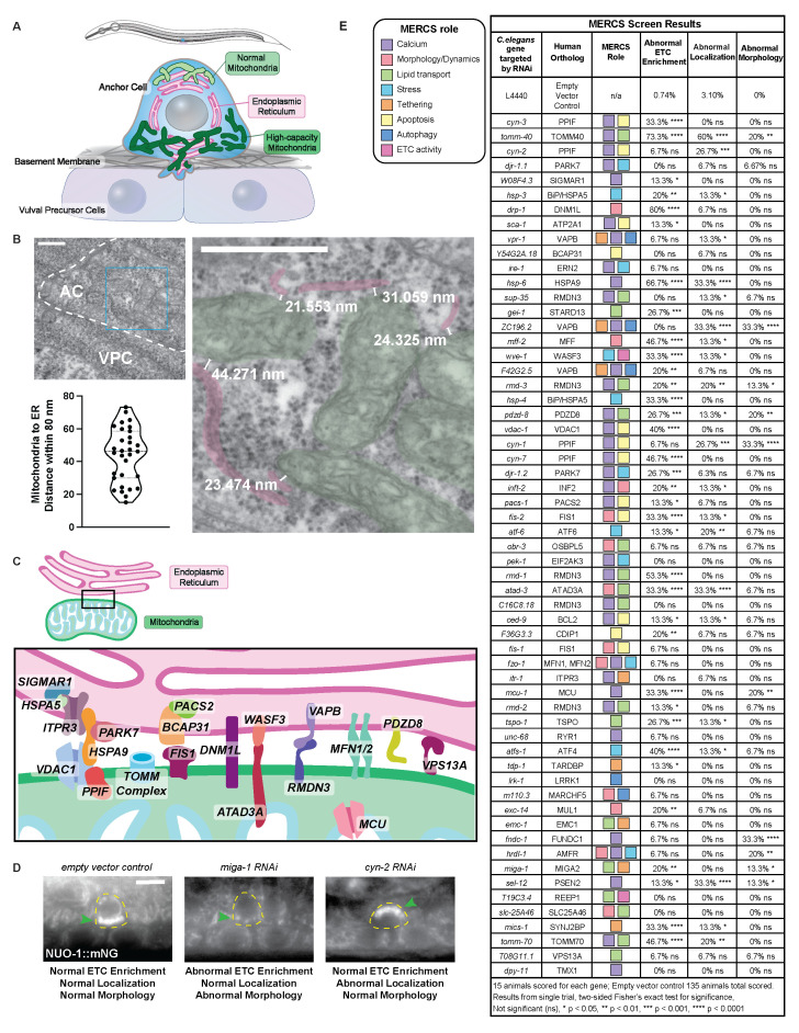 Mitochondria-ER contact site components regulate the formation and localization of specialized high-capacity mitochondria in the <i>C. elegans</i> anchor cell.