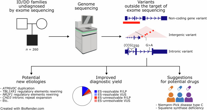 Genome sequencing provides high diagnostic yield and new etiological insights for intellectual disability and developmental delay.