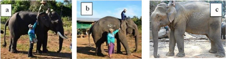 Tusks, testosterone and personality in male Asian elephants (<i>Elephas maximus</i>).