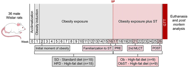 Strength training promotes attenuation of fatty liver while improving insulin resistance and inflammatory biomarkers in obese rats induced by high-fat diet.