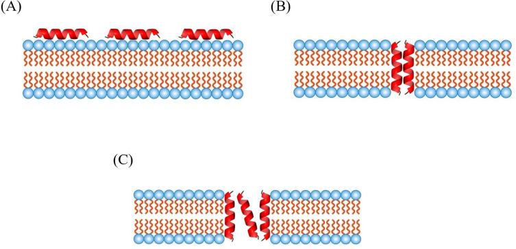 Antimicrobial Peptides: Mechanisms, Applications, and Therapeutic Potential.
