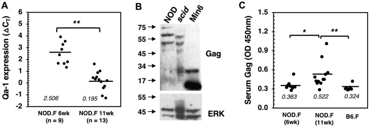 Identification of conserved T cell epitopes and flanking amino acid mutants of endogenous retrovirus Gag antigen in nonobese diabetic mice.
