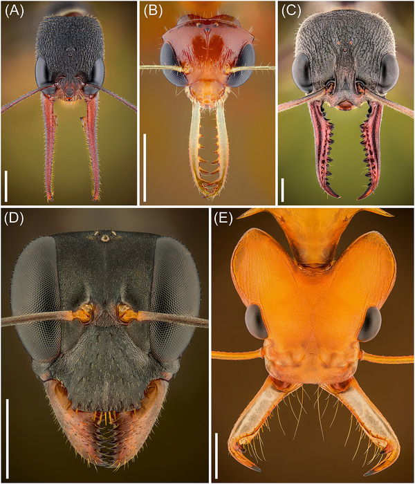Foraging by predatory ants: A review.
