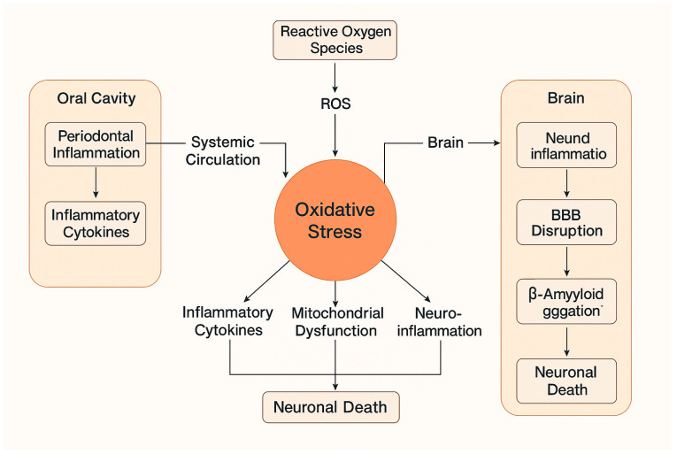 The Role of Oxidative Stress in the Relationship Between Periodontitis and Alzheimer's Disease: A Review of the Literature.