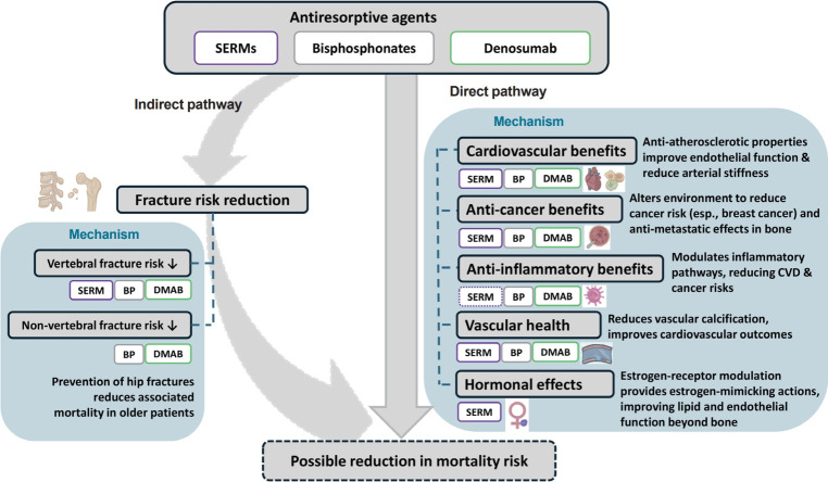 From Bone Health to Lifespan: Pleiotropic Effects of Antiresorptive Agents.