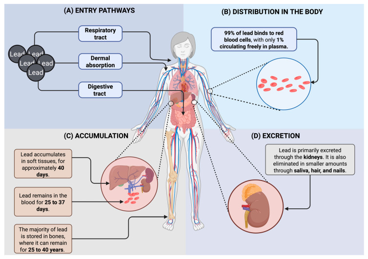 Lead Poisoning in the Americas: Sources, Regulations, Health Impacts, and Molecular Mechanisms.