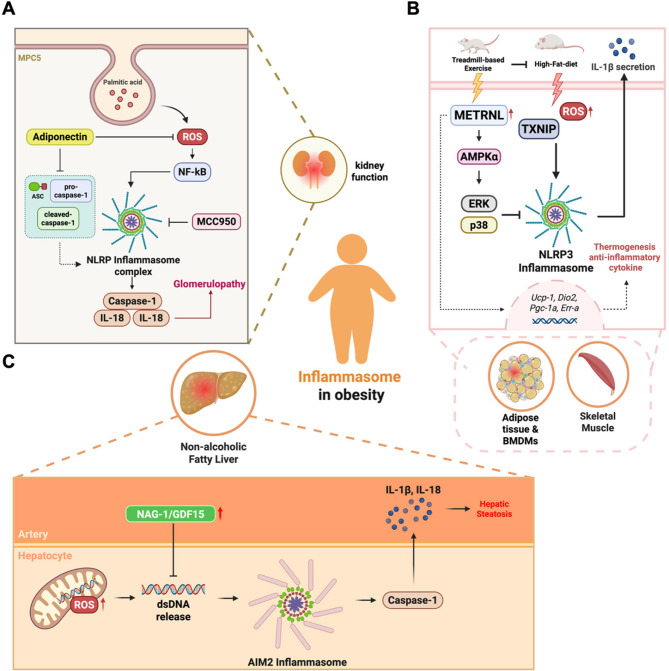 Immuno-metabolic diseases and therapeutics: molecular mechanisms via inflammasome signaling.