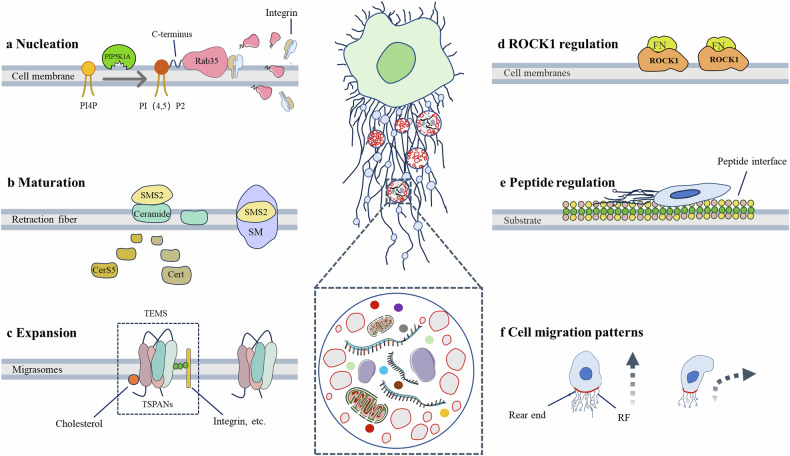 Biogenesis, functional roles, and pathological implications of migrasomes.