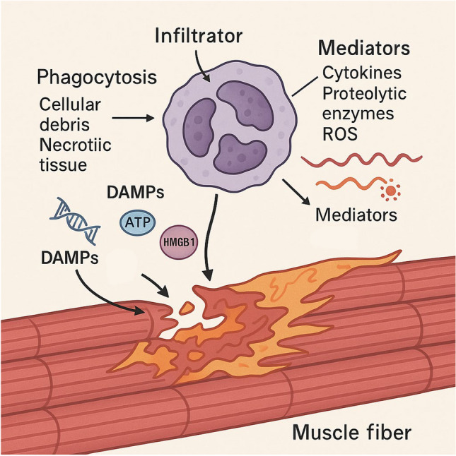 Impact of exercise on immune cell infiltration in muscle tissue: implications for muscle repair and chronic disease.