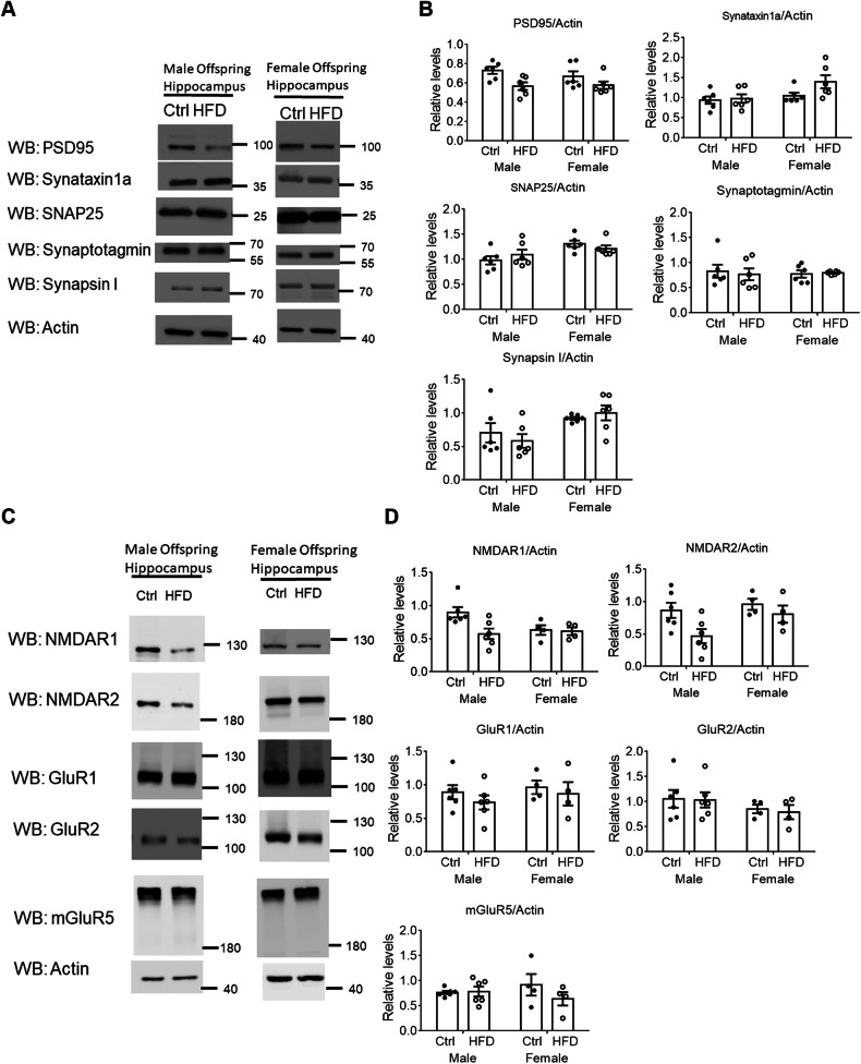 Prenatal maternal HFD exposure impairs cognition via a hippocampal NMDA mechanism.