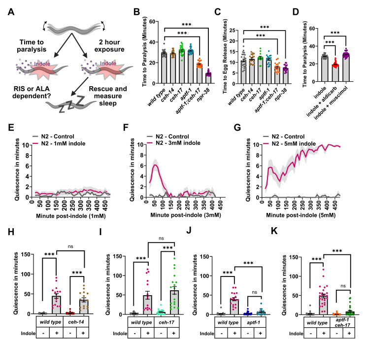 Indole induces acute paralysis followed by compensatory stress-induced sleep.