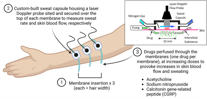 Getting under the skin of the menopausal hot flush: a protocol to examine skin function and structure in symptomatic postmenopausal women.