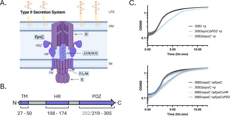 The PDZ domain of EpsC is required for extracellular secretion of VesB by the Type II secretion system in <i>Vibrio cholerae</i>.