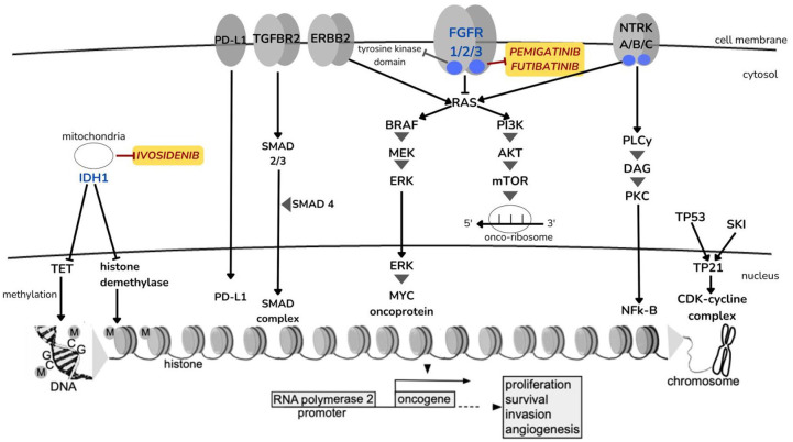 Safety profiles of the new target therapies-pemigatinib, futibatinib, and ivosidenib-for the treatment of cholangiocarcinoma: a systematic review.