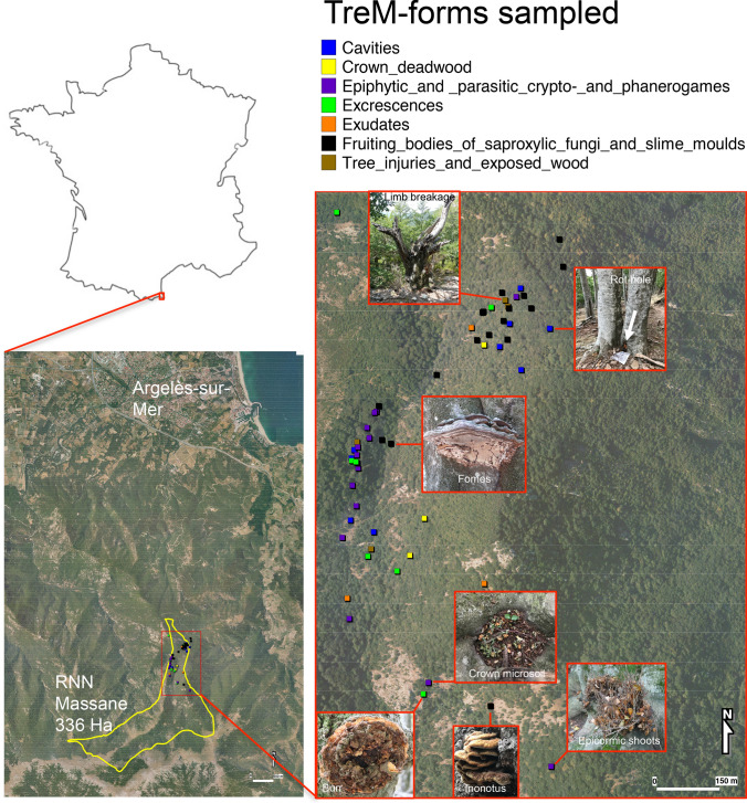 Tree-related microhabitats harbor distinct micro-invertebrate communities and support complex food webs.