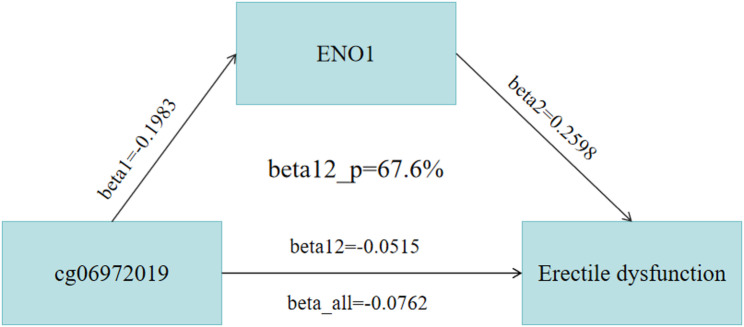 The methylation site cg06972019 regulates the succinylation-related gene ENO1 to inhibit the occurrence of erectile dysfunction.