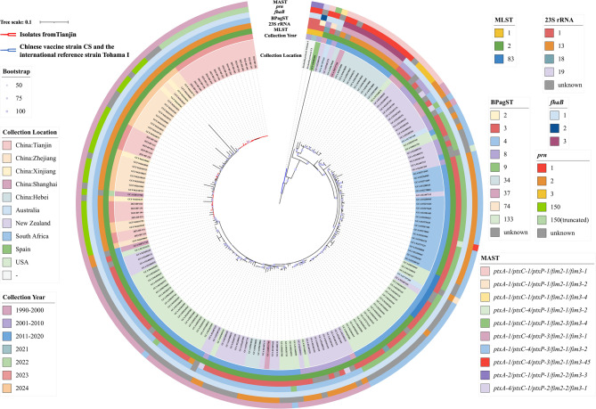 Molecular epidemiology and genomic features of Bordetella pertussis in Tianjin, China, 2023.