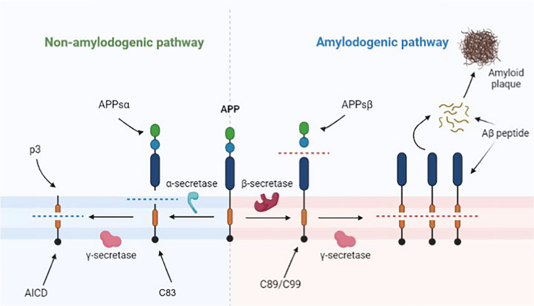 Cell-specific copper dyshomeostasis mechanism in Alzheimer's disease.