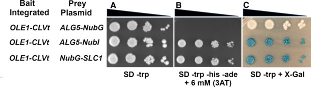 Integrated Membrane Yeast Two-Hybrid System for the Analysis of Membrane Protein Complexes.