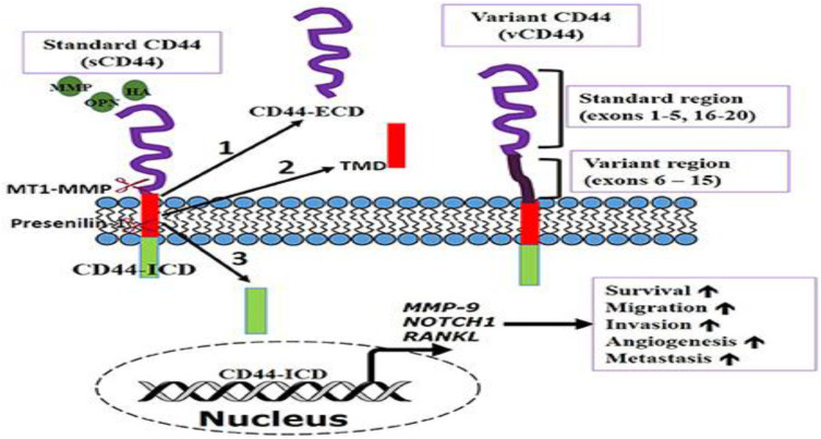 Combined Hyaluronic Acid Nanobioconjugates Impair CD44-Signaling for Effective Treatment Against Obesity: A Review of Comparison with Other Actors.