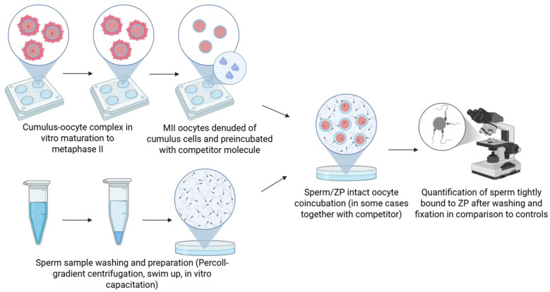 Functional Methods for Studying Sperm-Zona Pellucida Interaction in Mammals.