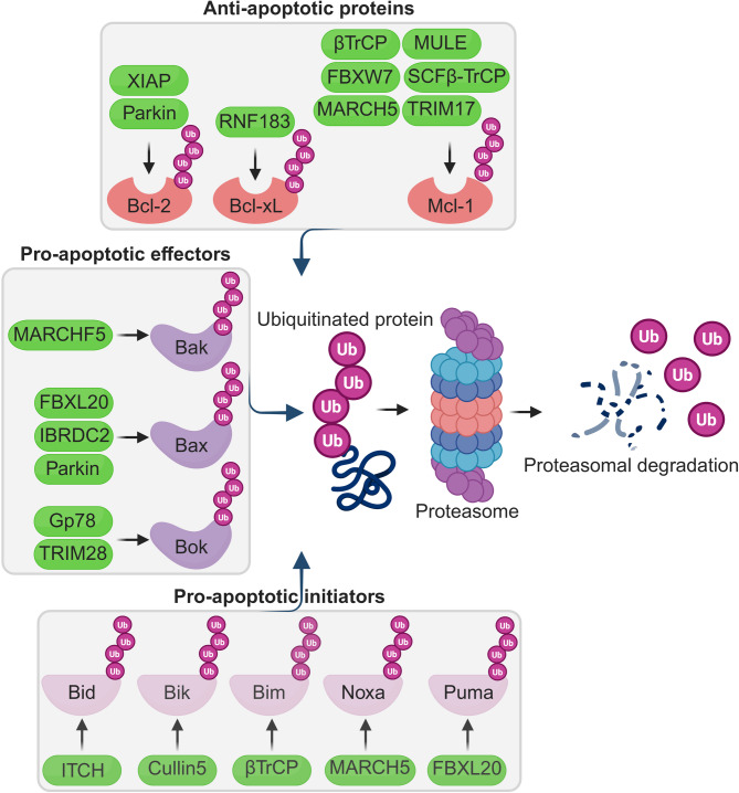 A new era in cancer therapy: targeting the Proteasome-Bcl-2 axis.