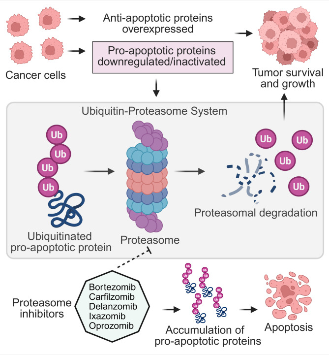 A new era in cancer therapy: targeting the Proteasome-Bcl-2 axis.