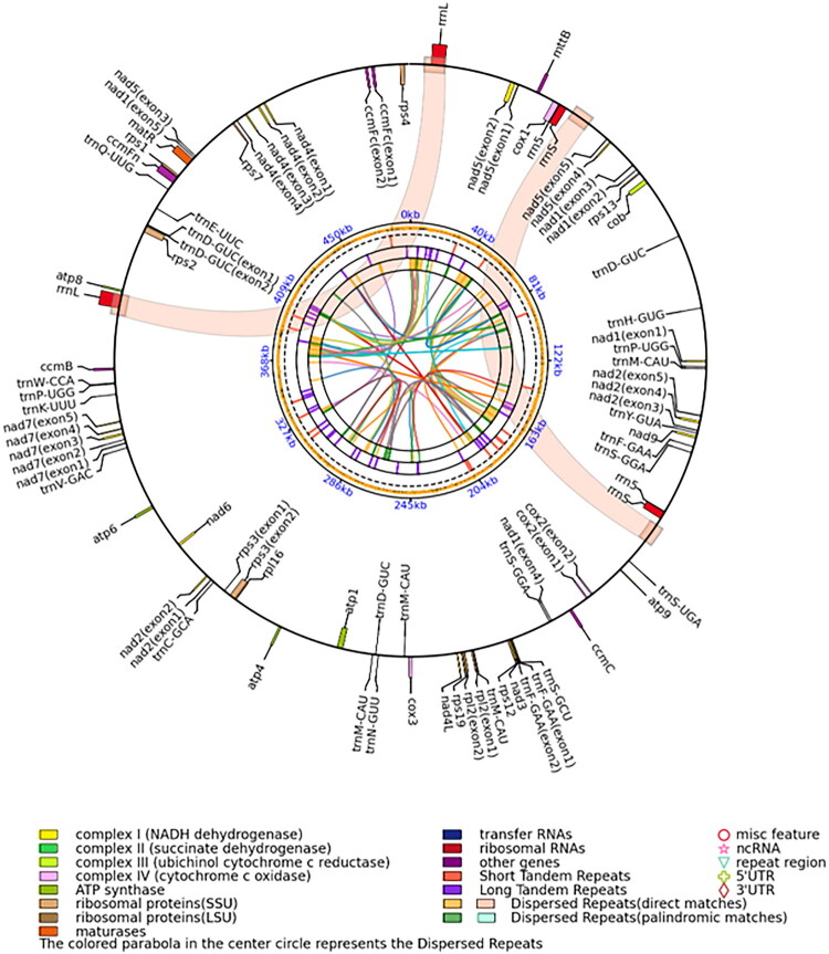 Characterization of the complete mitochondrial genome of <i>Pennisetum giganteum</i> A. Rich. (Poaceae).