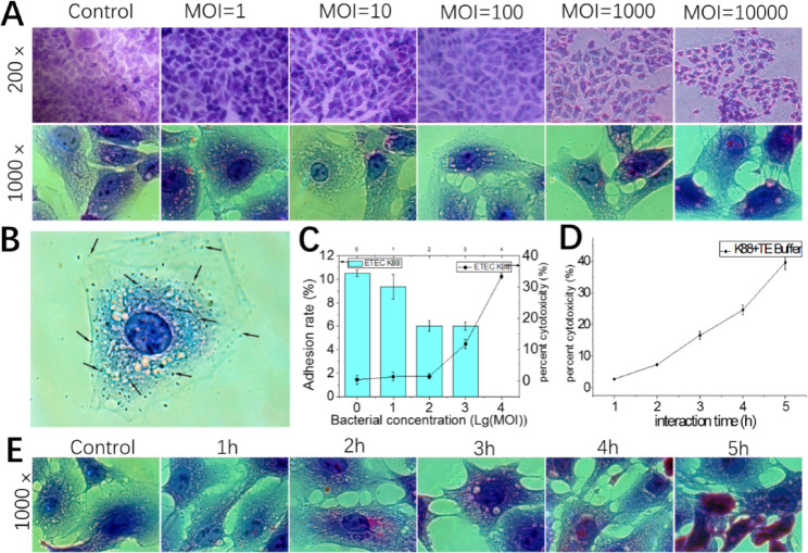 Inhibition of Enterotoxigenic Escherichia coli adhesion via aptamers prevents infection in IPEC-J2 cells.